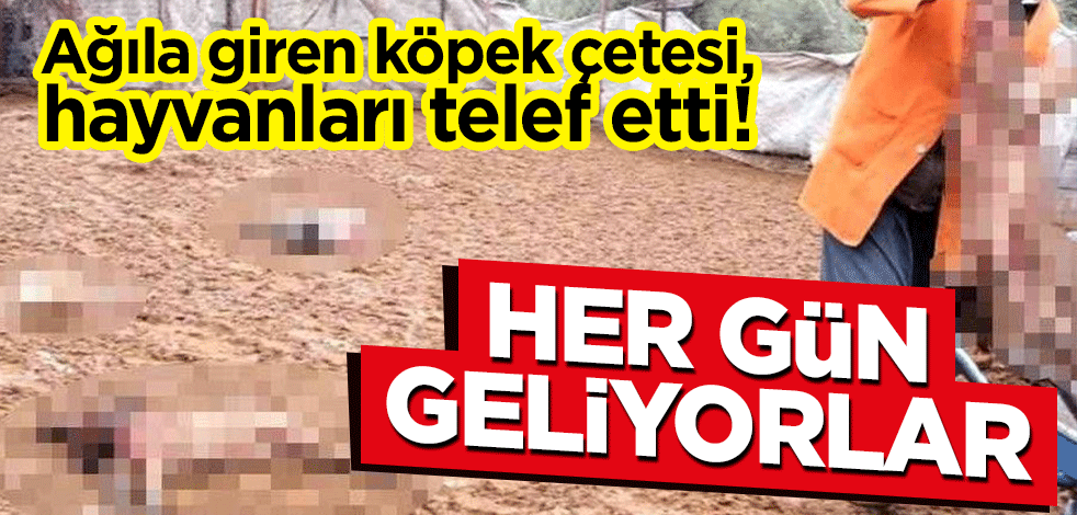 Ağıla giren köpek çetesi, hayvanları telef etti! "Her gün geliyorlar"