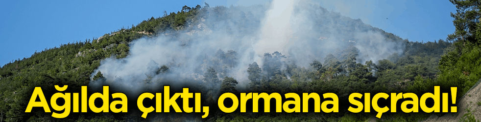 Ağılda çıktı ormana sıçradı! Orman yangınına müdahale ediliyor