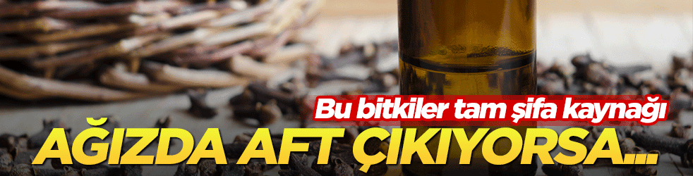 Ağızda aft çıkıyorsa bu bitki tam çaresi