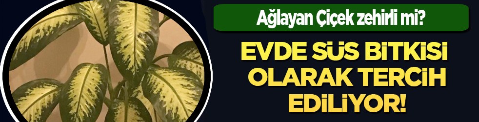 Ağlayan Çiçek (Difenbahya) Zehirli! Kötü haber: Alan varsa, hemen koşup çöpe atsın!