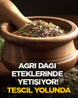 Ağrı Dağı eteklerinde yetişiyor! Tescil yolunda