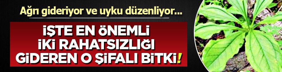 Ağrı gideriyor uyku düzenliyor: Doğal ağrı kesici! Mışıl mışıl uyumanın sırrı da onda