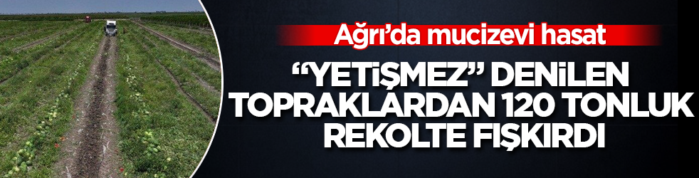Ağrı’da mucizevi hasat: "Yetişmez" denilen topraklardan 120 tonluk rekolte fışkırdı