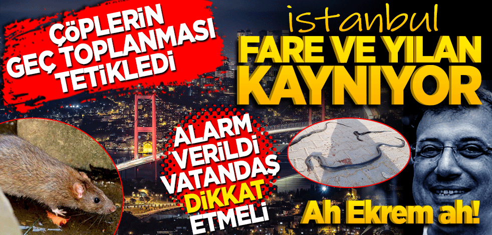 Ah Ekrem Ah! Sokaklar fare ve yılan kaynıyor! Vatandaşlar dikkat etmeli