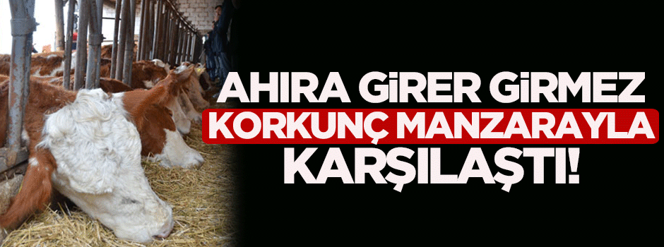 Çorum’da ahıra girer girmez korkunç manzarayla karşılaştı