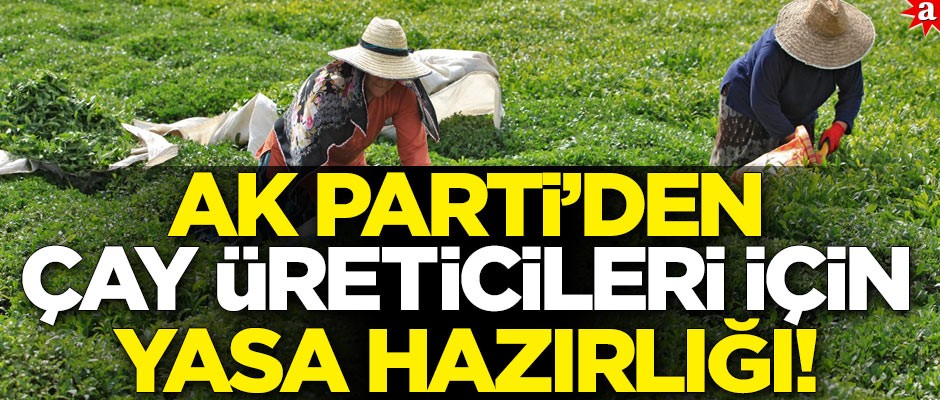 AK Parti’den çay üreticileri için yasa hazırlığı! Taban fiyat uygulaması planlanıyor