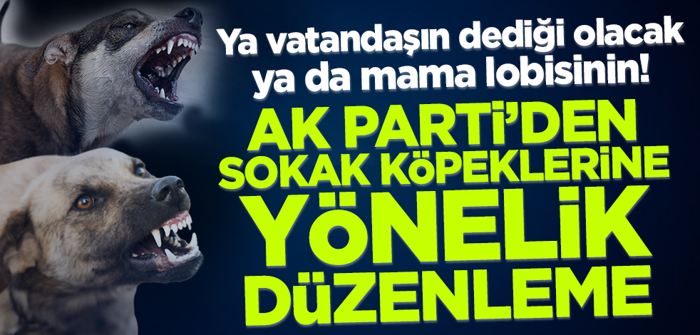 AK Parti'den sokak köpeklerine yönelik düzenleme!