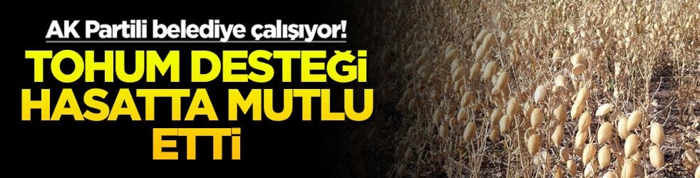 AK Partili belediye çalışıyor! Tohum desteği hasatta mutlu etti