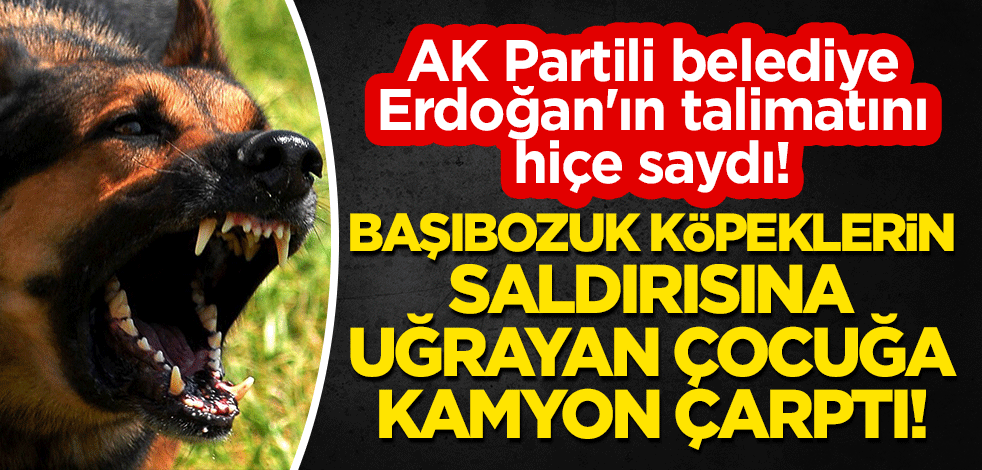 AK Partili belediye Erdoğan'ın talimatını hiçe saydı! Başıbozuk köpeklerin saldırısına uğrayan çocuğa kamyon çarptı!