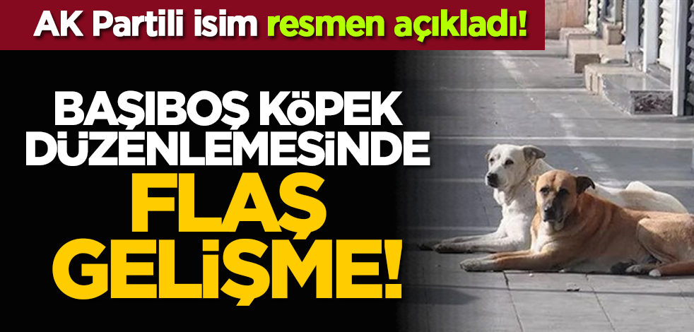 AK Partili isim resmen açıkladı! Başıboş köpek düzenlemesinde flaş gelişme