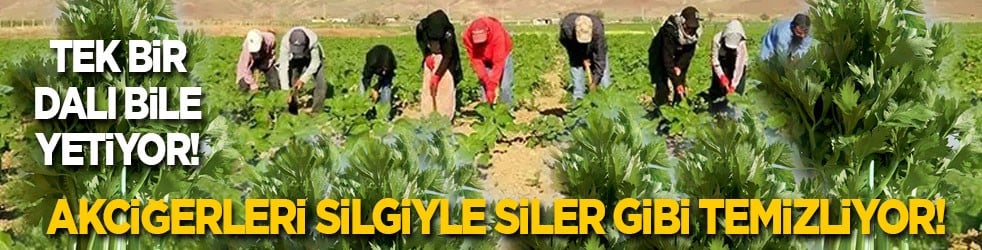 Akciğerleri silgiyle siler gibi temizliyor: Tek bir dalı bile yetiyor 