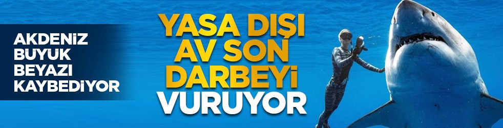 Akdeniz büyük beyazı kaybediyor: Yasa dışı av son darbeyi vuruyor