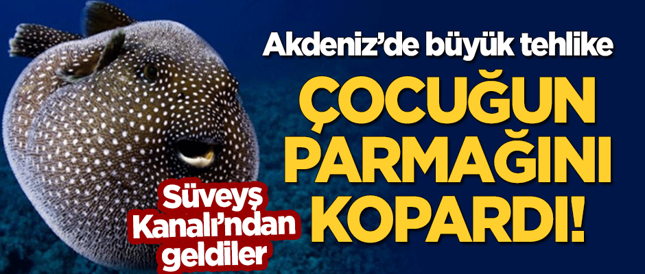 Akdeniz'de balon balığı tehlikesi! Çocuğun parmağını kopardı