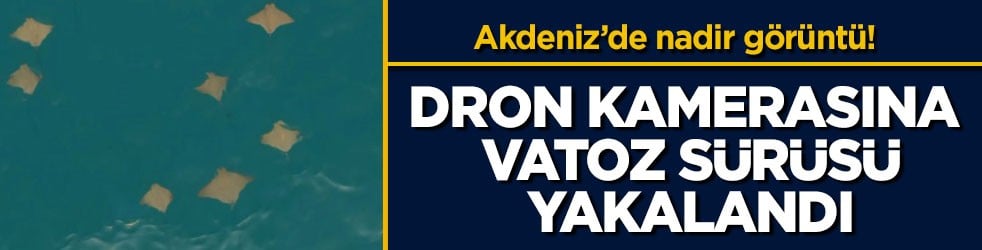 Akdeniz’de nadir görüntü! Dron kamerasına vatoz sürüsü yakalandı