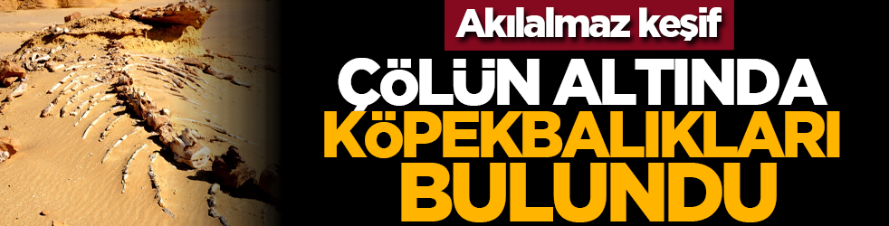 Akılalmaz keşif: Çölün altında köpekbalıkları bulundu