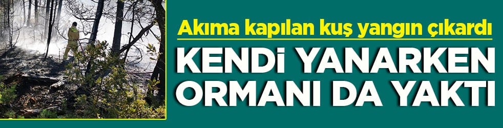 Akıma kapılan kuş yangın çıkardı Kendi yanarken ormanı da yaktı