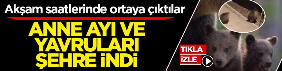 Akşam saatlerinde ortaya çıktılar! Anne ayı ve yavruları şehre indi