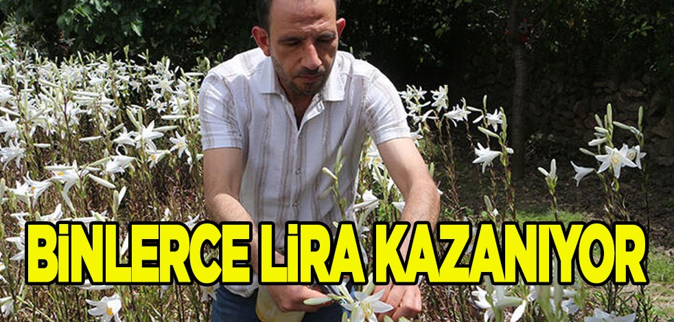 Akzambaktan tek hasatta 500 bin lira civarında kazanıyor: Herkes bunu yapmaya başladı