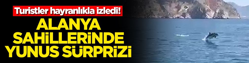 Alanya sahillerinde yunus sürprizi! Turistler hayranlıkla izledi
