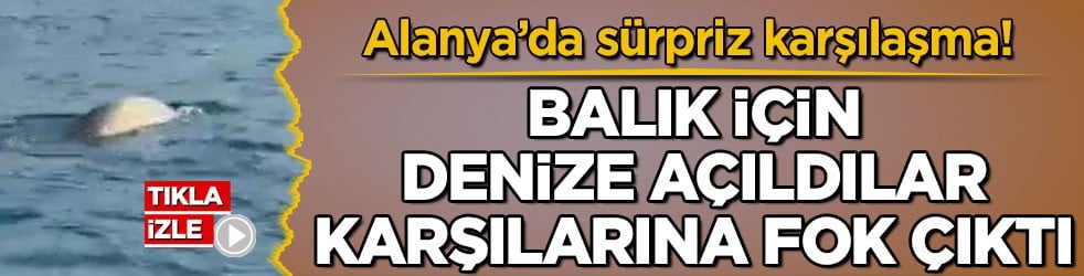 Alanya’da sürpriz karşılaşma! Balık için denize açıldılar, karşılarına fok çıktı