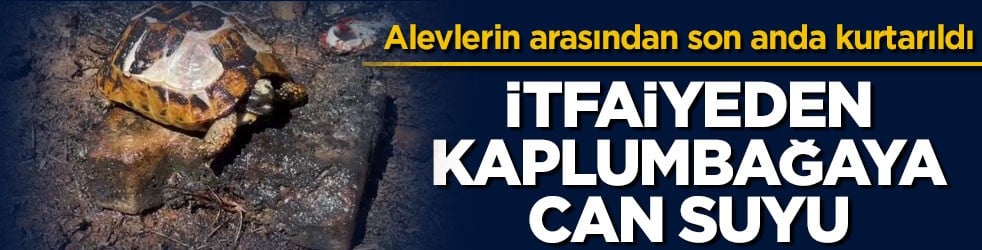 Alevlerin arasından son anda kurtarıldı! İtfaiyeden kaplumbağaya can suyu