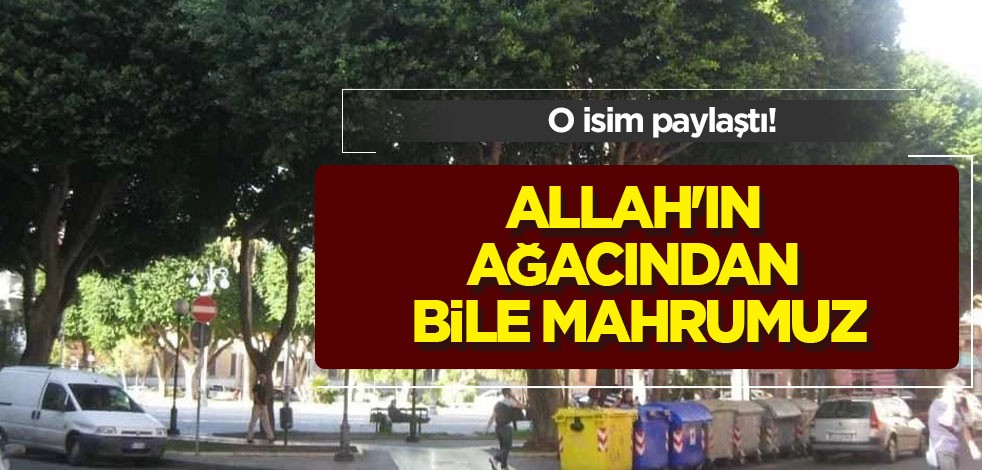  Allah'ın ağacından bile mahrumuz: O bölgeden son durumu açıkladı! Güya, orada dünyanın kıskandığı köy
