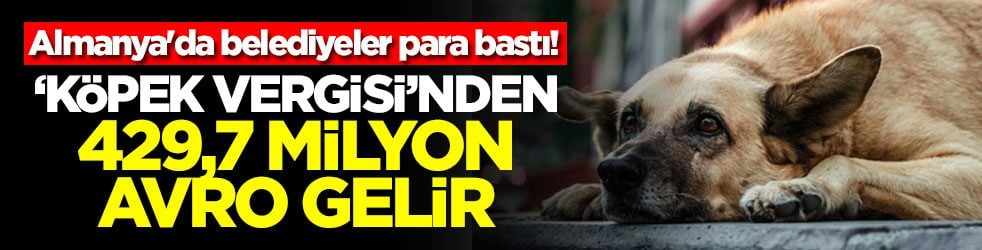 Almanya'da belediyeler para bastı! ‘Köpek vergisi’nden 429,7 milyon avro gelir