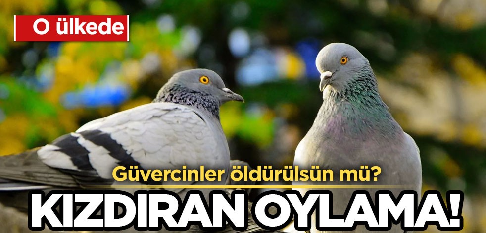 Almanya'da bilinenden farklı kızdıran oylama ortaya çıktı! Güvercinler öldürülsün mü? Yine bir ilk yaşanıyor