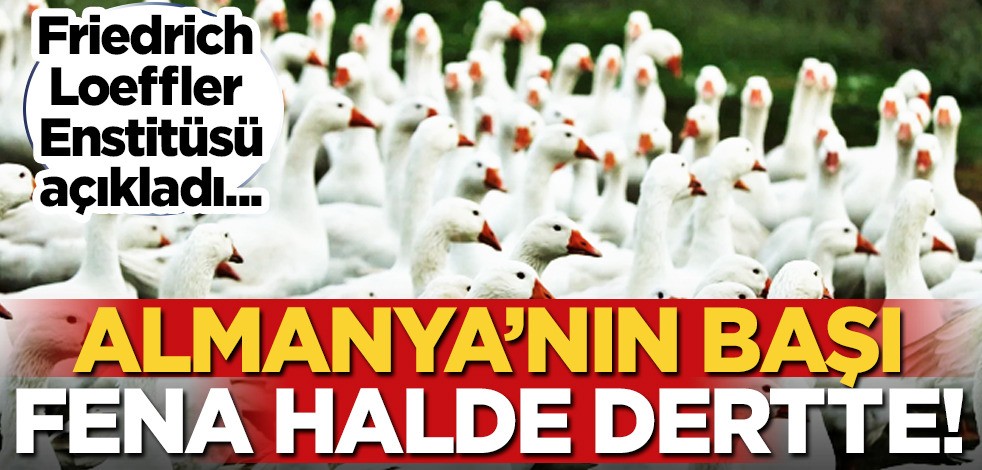  Almanya'da H5N1 paniği: yeni bir kuş gribi vakası daha ortaya çıktı!