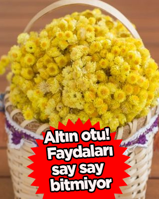 Altın otunun faydaları nelerdir? Altın otu neye iyi gelir, hangi hastalıklara faydası vardır? Şifalı su için planı yapın