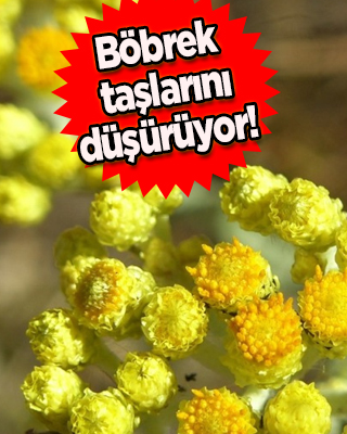 Altın renginde bir bitki türü: Ölmez çiçek nasıl bir ürün? Faydası ortaya çıktı! Duyan herkes alıyor... Mest etti