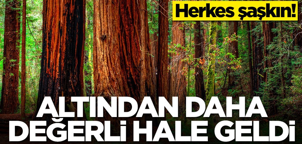 Altından daha değerli oldu! Herkes şaşkın... Çalmaya başladılar