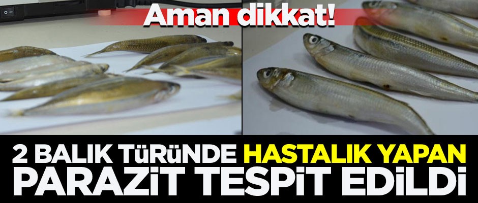 Dikkat! 2 balık türünde hastalık yapan parazit tespit edildi