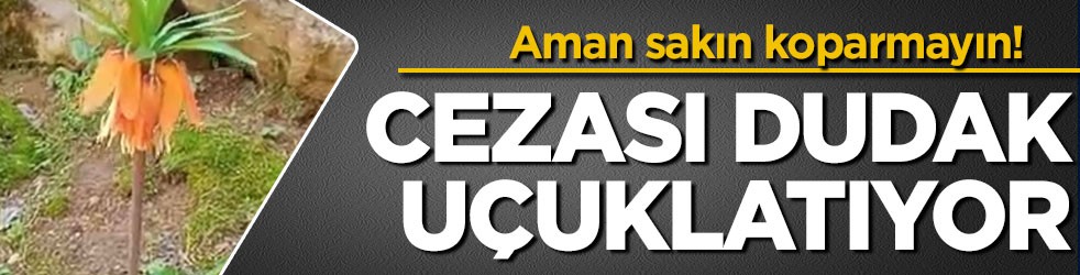 Aman sakın koparmayın! Cezası dudak uçuklatıyor