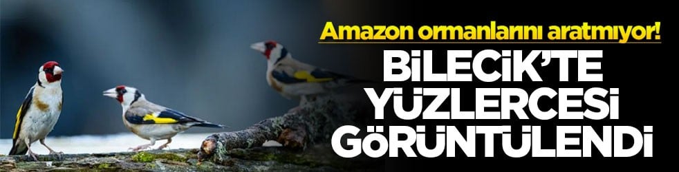 Amazon ormanlarını aratmıyor: Bilecik’te yüzlercesi görüntülendi