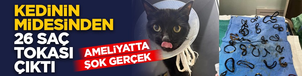 Ameliyatta şok gerçek: Kedinin midesinden 26 saç tokası çıktı