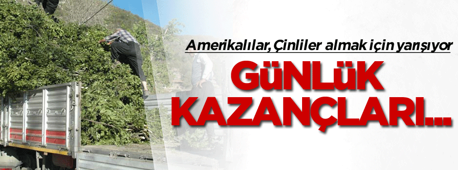 Amerikalılar, Çinliler almak için yarışıyor, günlük kazançları ise…