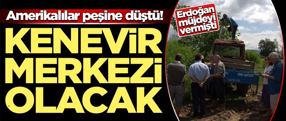 Amerikalılar peşine düştü! Türkiye'nin kenevir merkezi olacak
