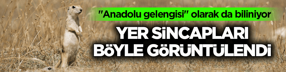 ‘Anadolu gelengisi’ olarak da biliniyor! Yer sincapları böyle görüntülendi