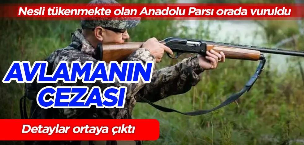 Anadolu parsı son Diyarbakır'da öldürüldü, avlamanın cezası 30 milyon: Yapana kar kalmayacak, cep boşaltacak