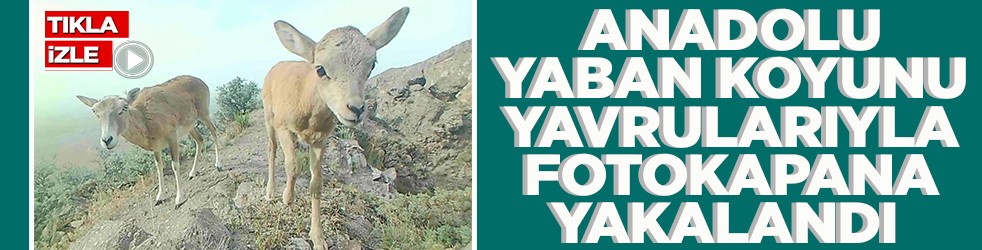 Anadolu yaban koyunu yavrularıyla foto kapana yakalandı