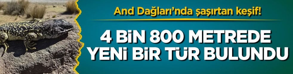 And Dağları’nda şaşırtan keşif! 4 bin 800 metrede yeni bir tür bulundu