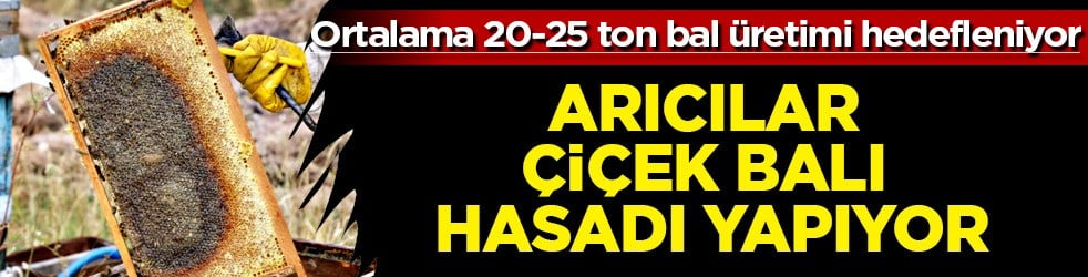 Ankara'da arıcı bu meslek ile 500 kovanla avantaj sağlıyor: Asıl çiçek balı iki katı sağlık katar