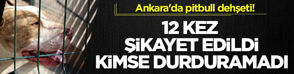 Ankara'da pitbull dehşeti! 12 kez şikayet edildi, kimse durduramadı
