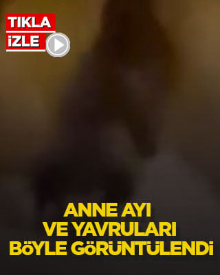 Anne ayı ve yavruları böyle görüntülendi