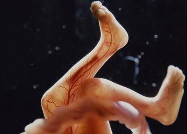 Anne karnında bebek acıkır mı?