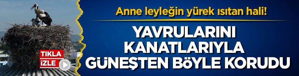 Anne leyleğin yürek ısıtan hali! Yavrularını kanatlarıyla güneşten böyle korudu