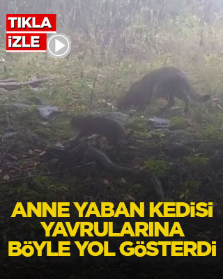 Anne yaban kedisi yavrularına böyle yol gösterdi