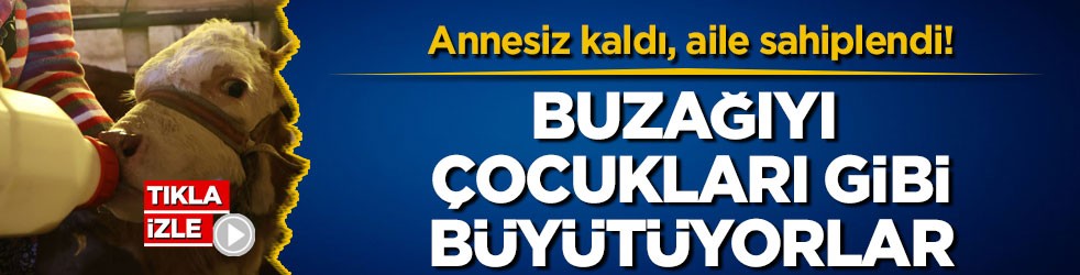 Annesiz kaldı, aile sahiplendi! Buzağıyı çocukları gibi büyütüyorlar