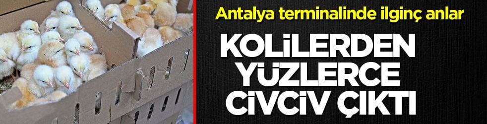 Antalya terminalinde ilginç anlar! Kolilerden yüzlerce civciv çıktı